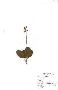 Pyrola elliptica image