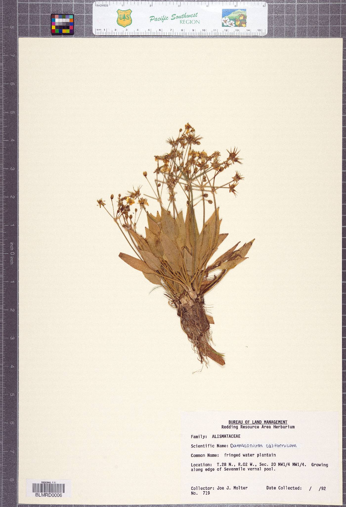 Damasonium californicum image