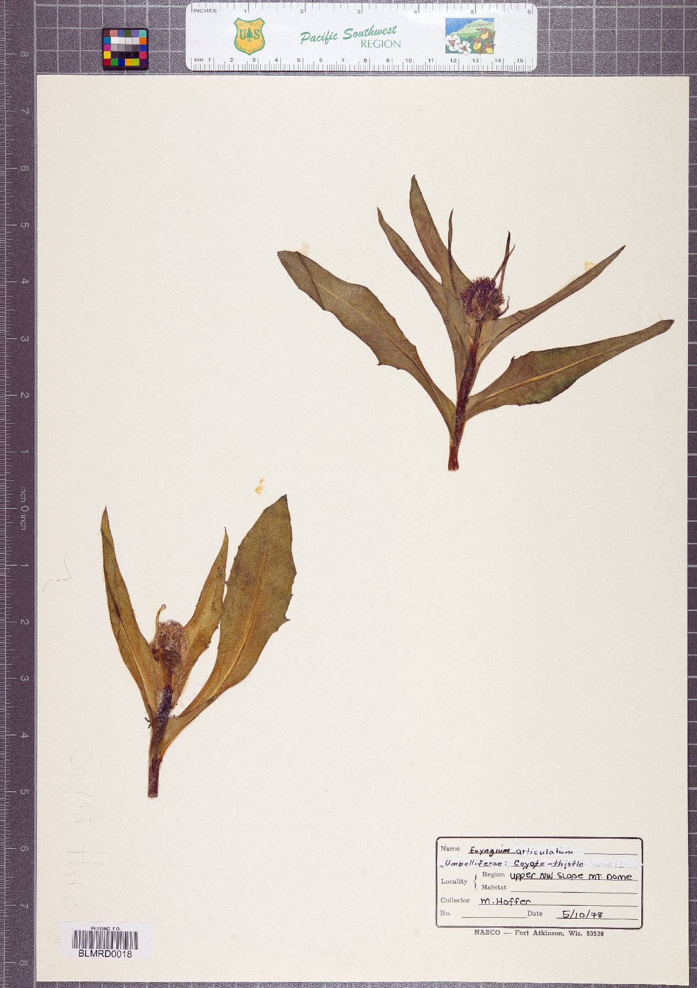 Eryngium articulatum image