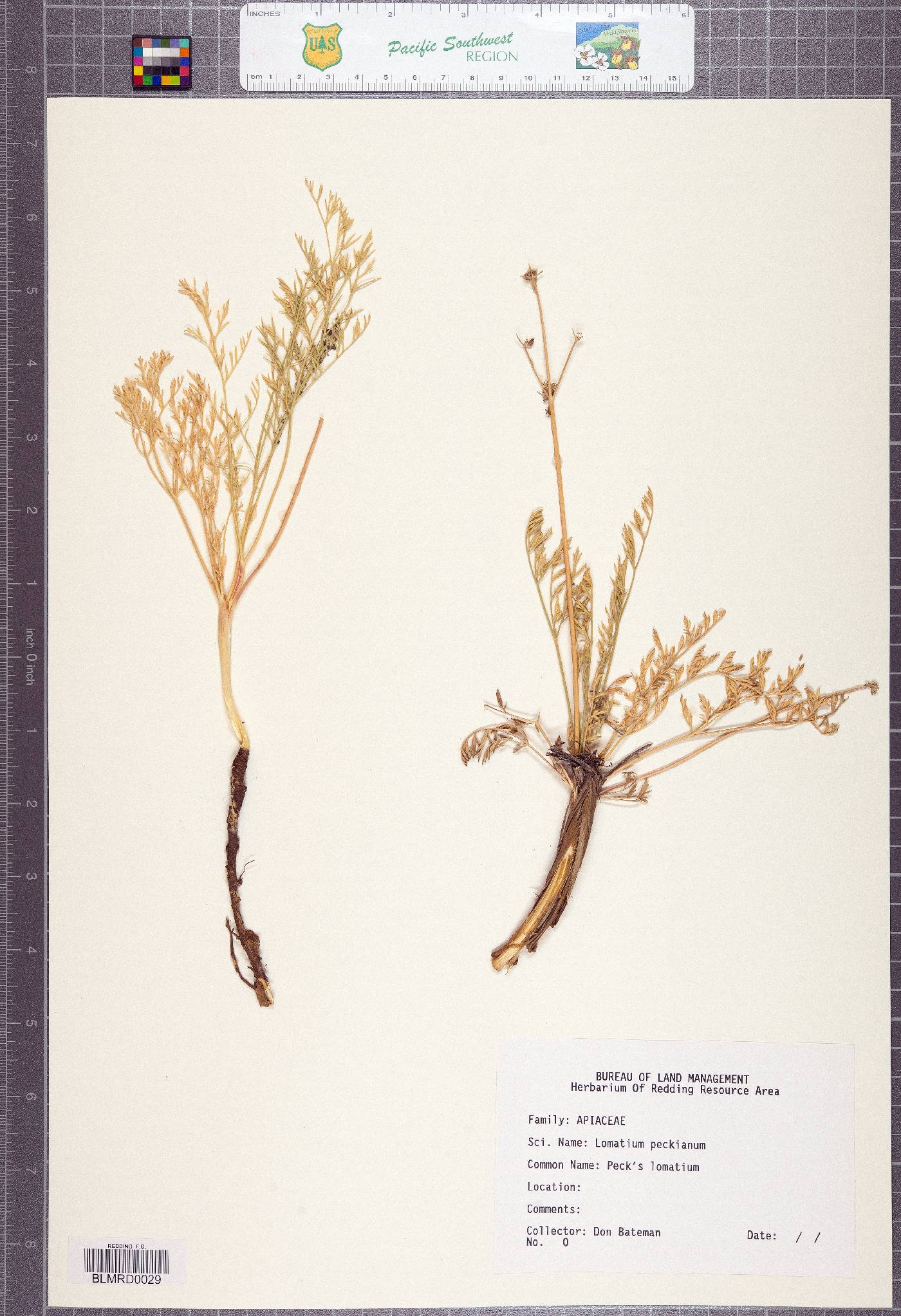 Lomatium peckianum image