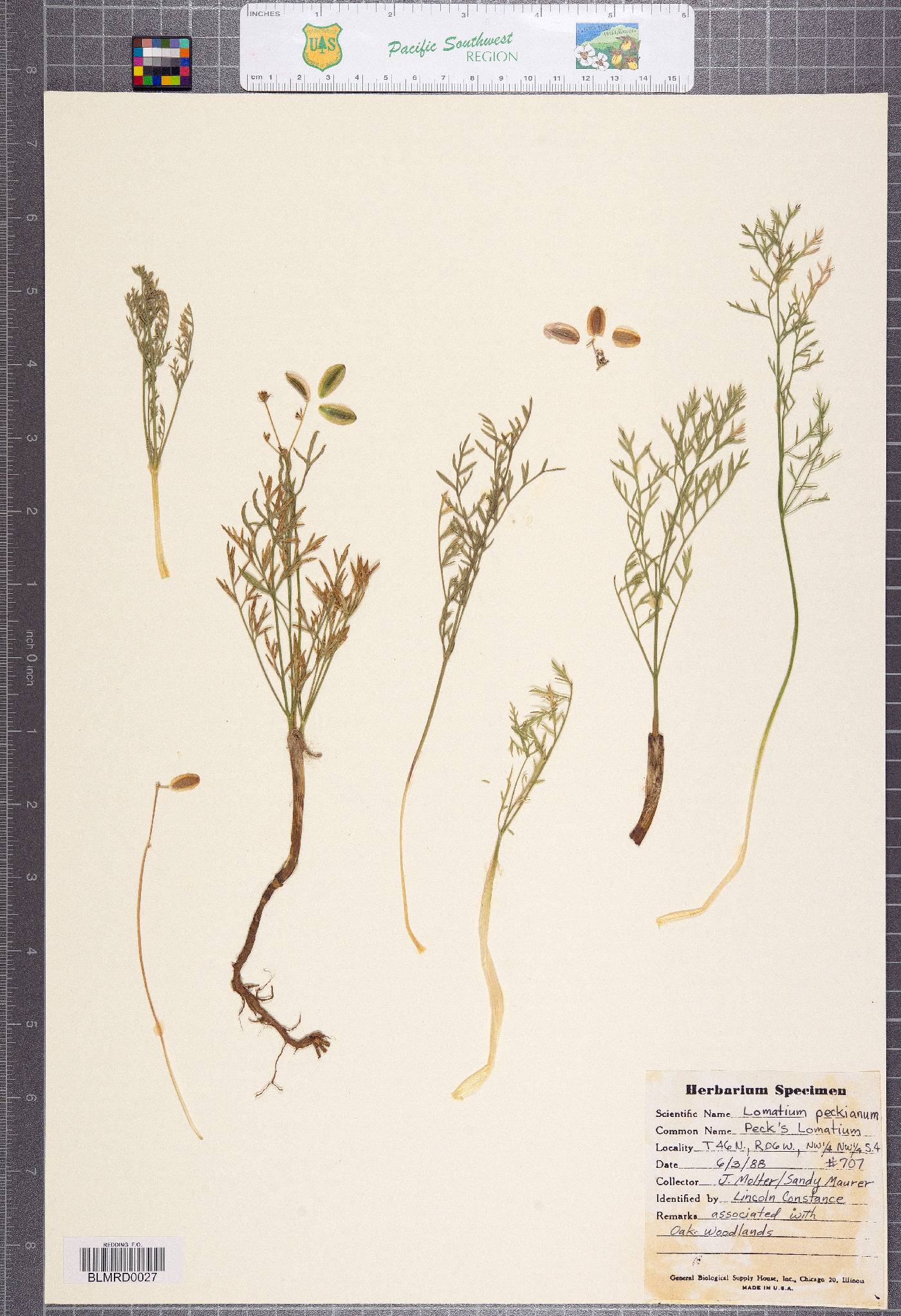Lomatium peckianum image