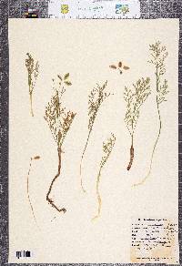 Lomatium peckianum image