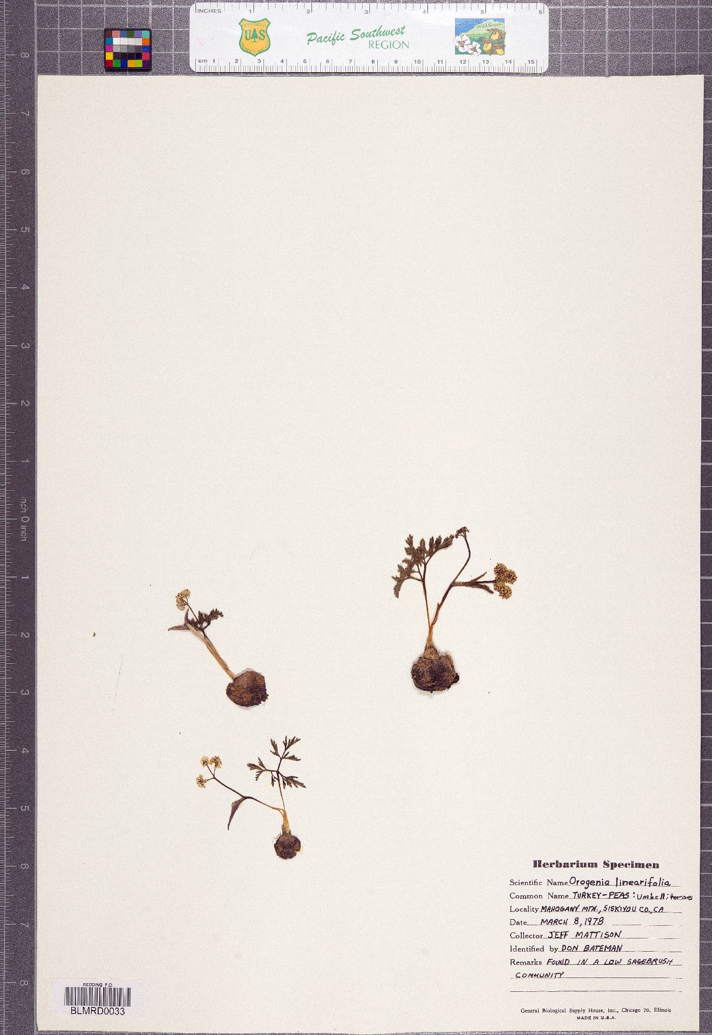 Lomatium linearifolium image