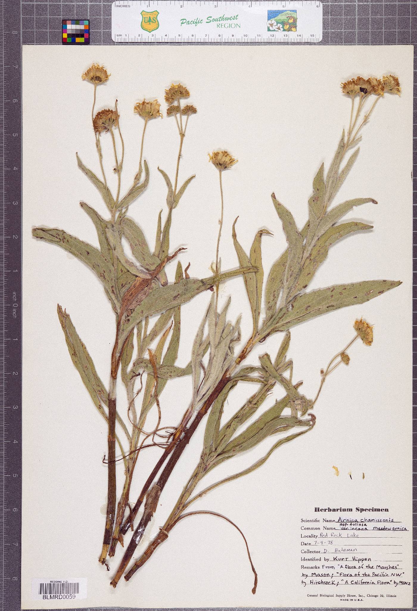 Arnica chamissonis subsp. foliosa image