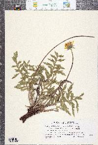 Balsamorhiza hookeri var. lanata image