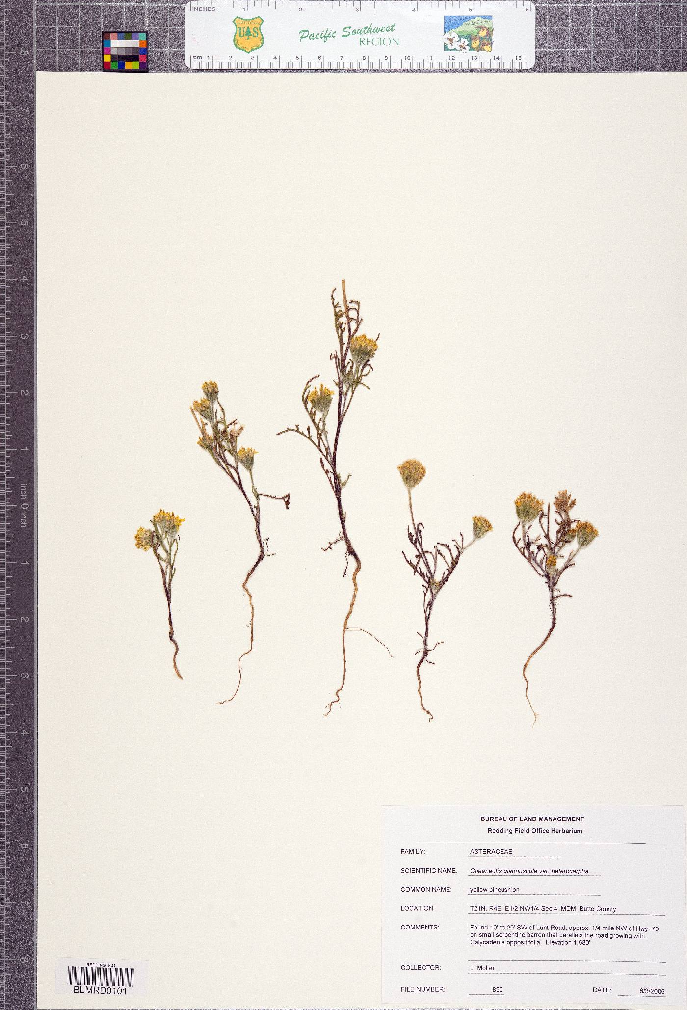 Chaenactis glabriuscula var. heterocarpha image