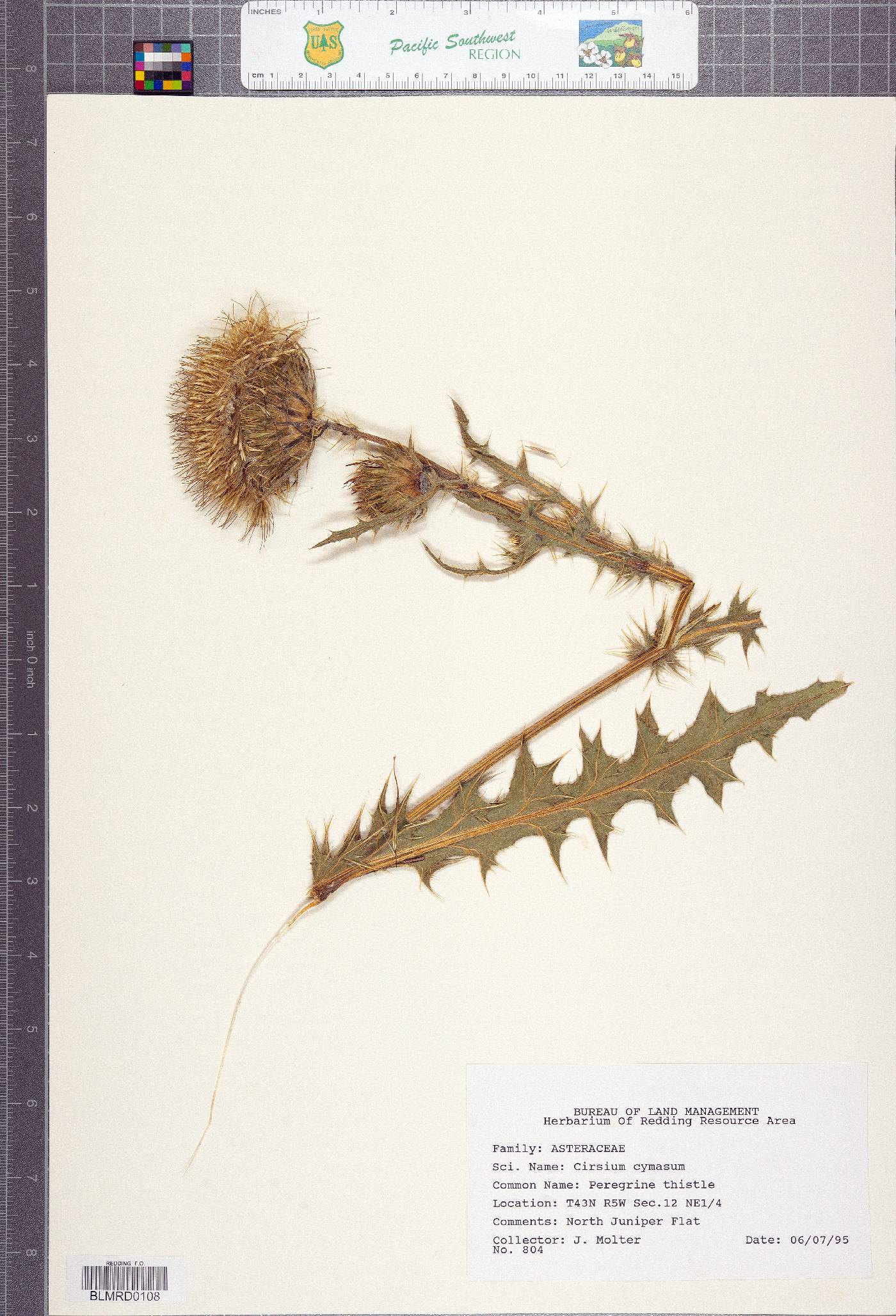 Cirsium cymosum image