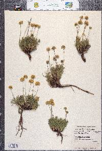 Erigeron chrysopsidis image