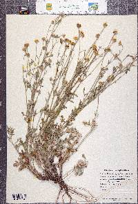 Eriophyllum lanatum image