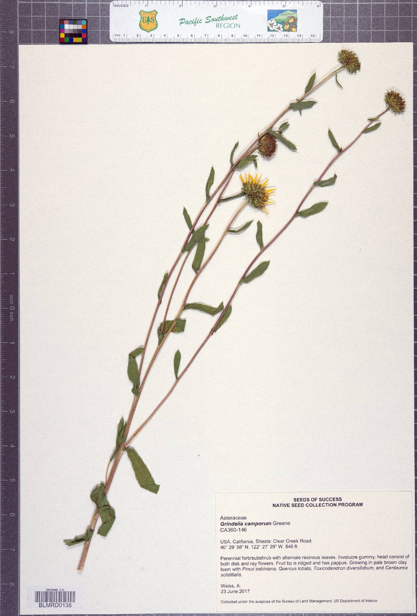 Grindelia camporum image