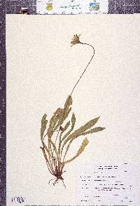 Leontodon taraxacoides subsp. longirostris image