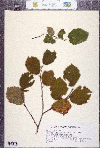 Corylus cornuta image