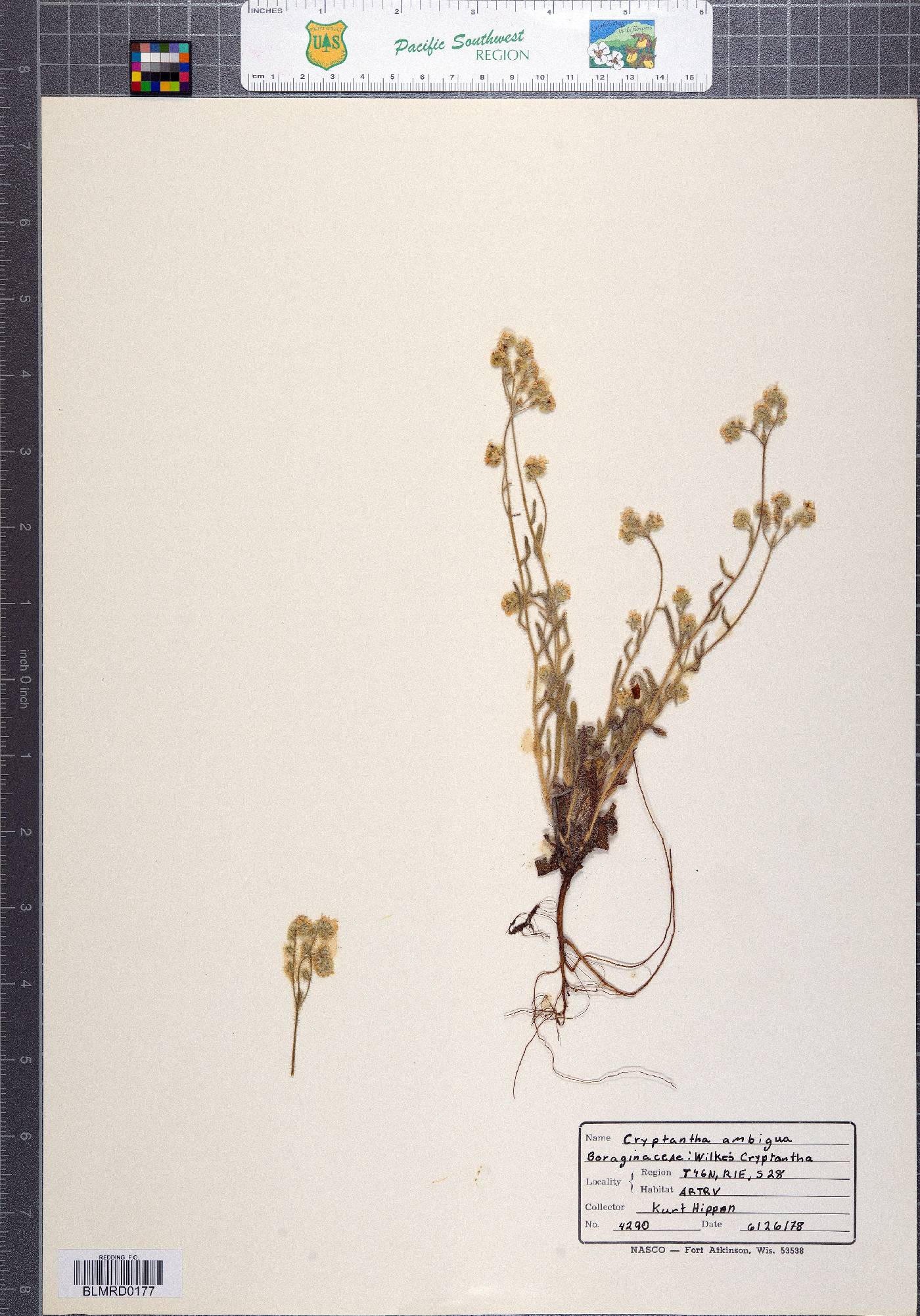 Cryptantha ambigua image
