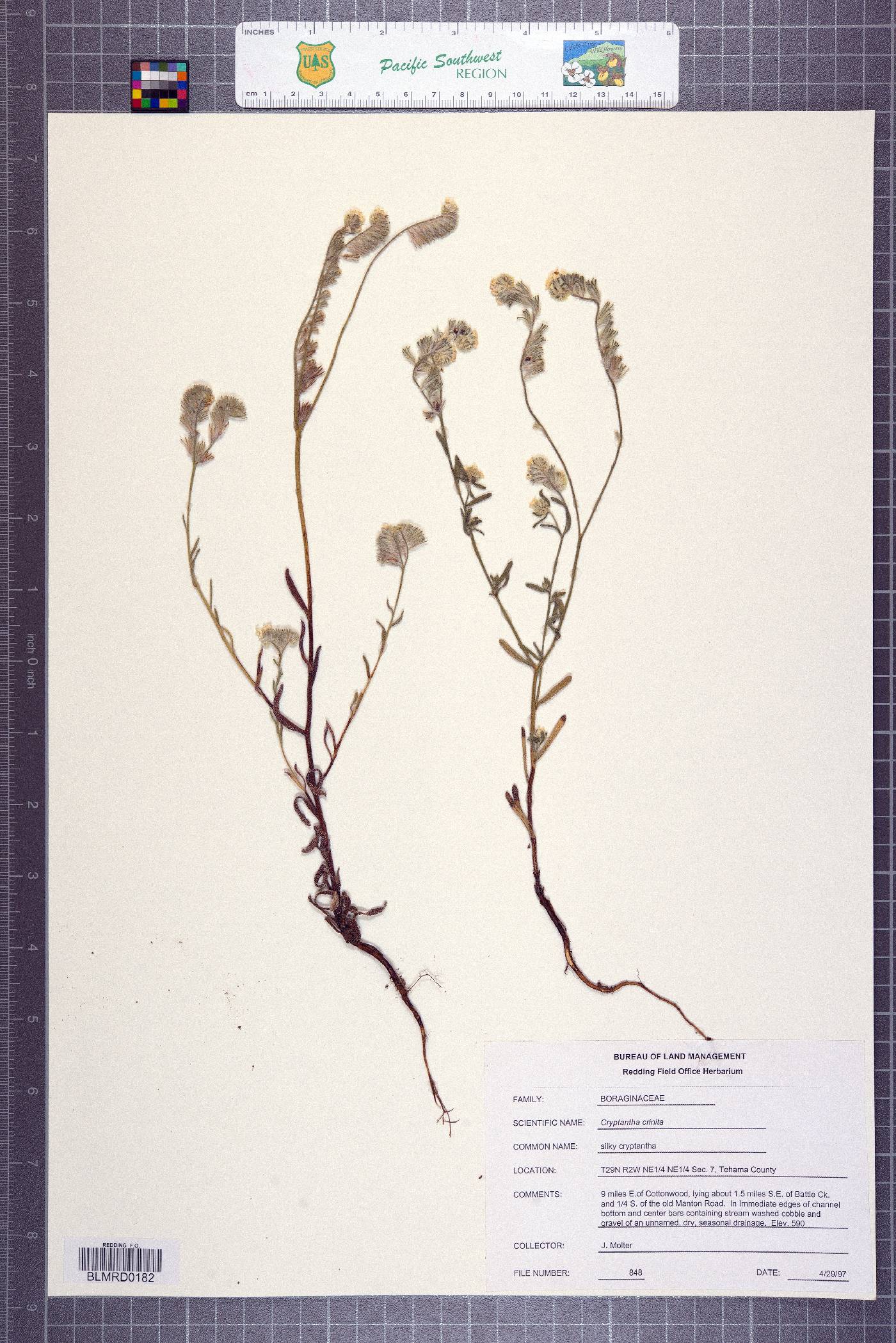 Cryptantha crinita image
