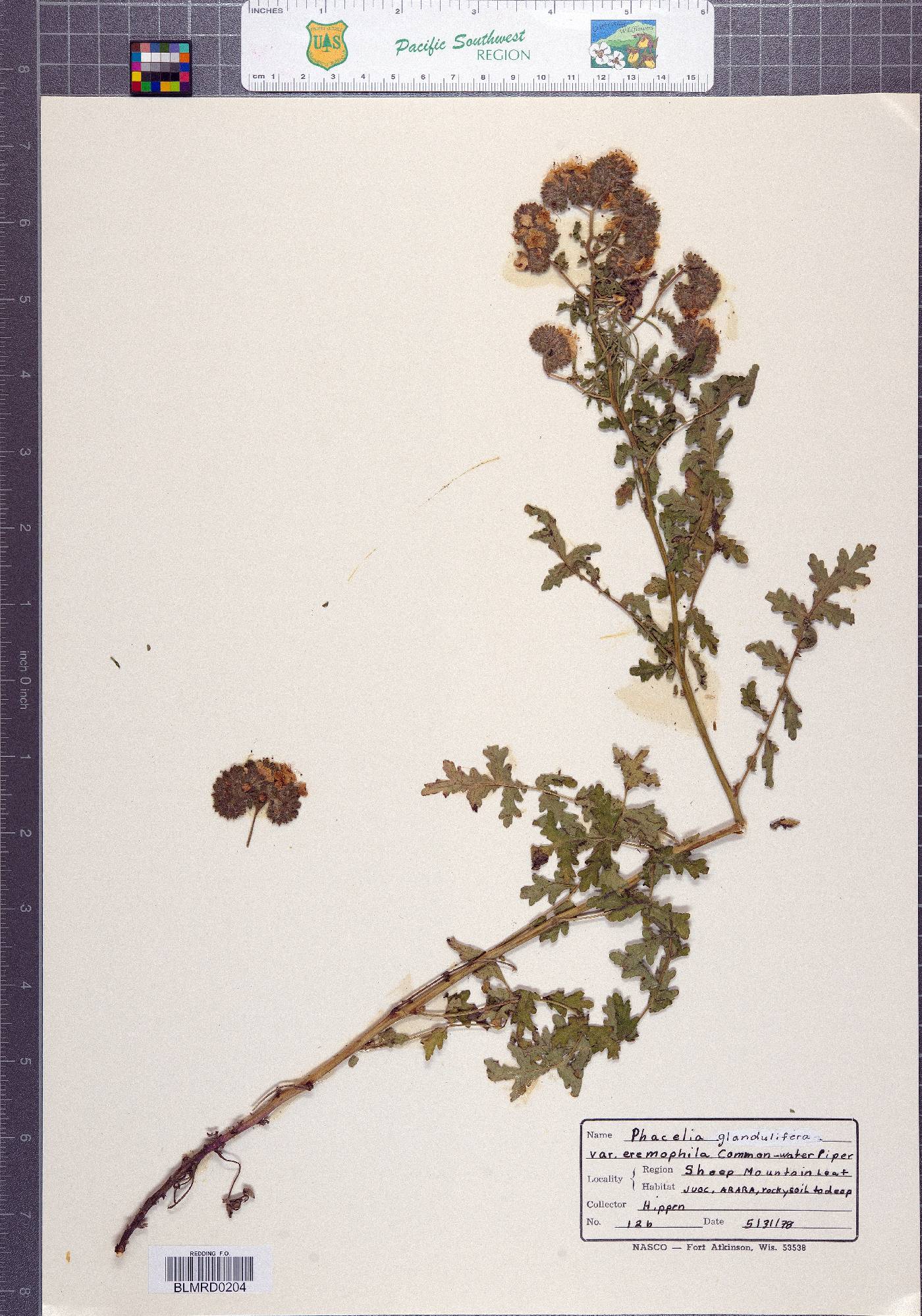 Phacelia glandulifera image