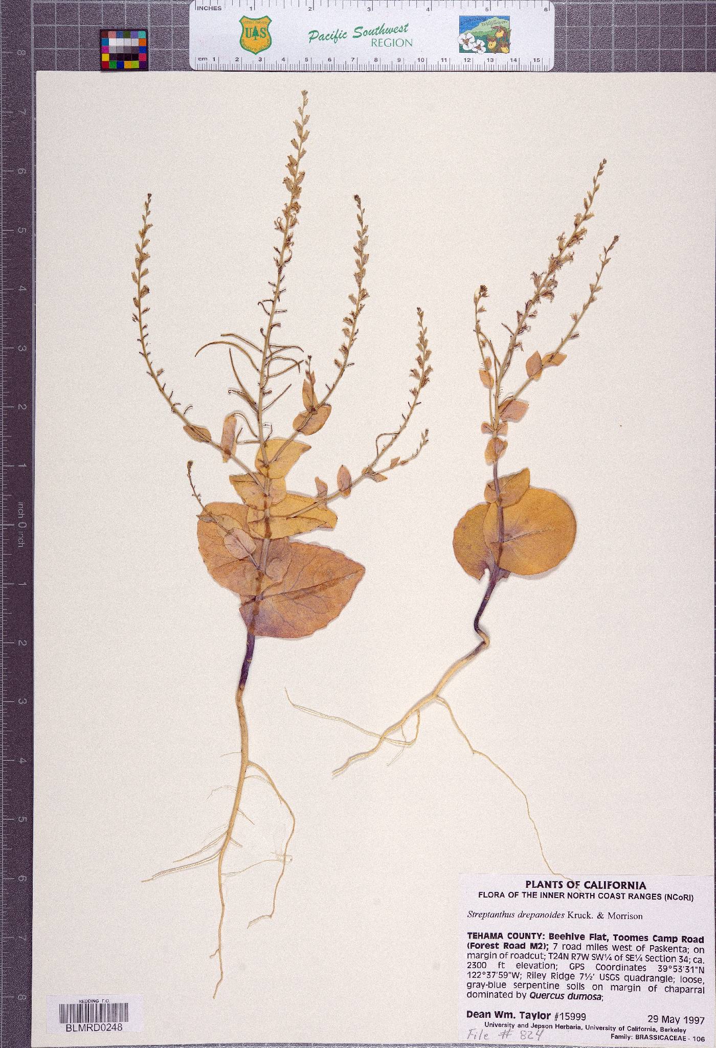 Streptanthus drepanoides image