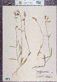 Silene armeria image