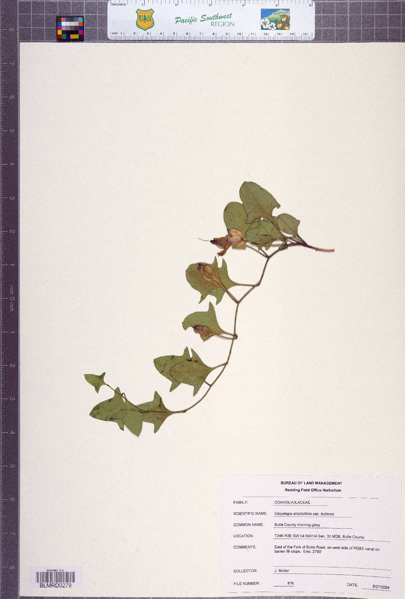Calystegia atriplicifolia subsp. buttensis image