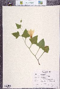 Calystegia atriplicifolia image