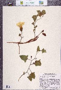 Calystegia atriplicifolia subsp. atriplicifolia image