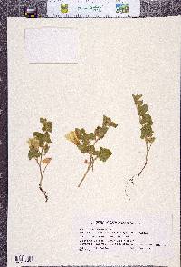 Calystegia malacophylla subsp. malacophylla image