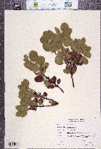 Arctostaphylos malloryi image