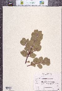 Arctostaphylos malloryi image