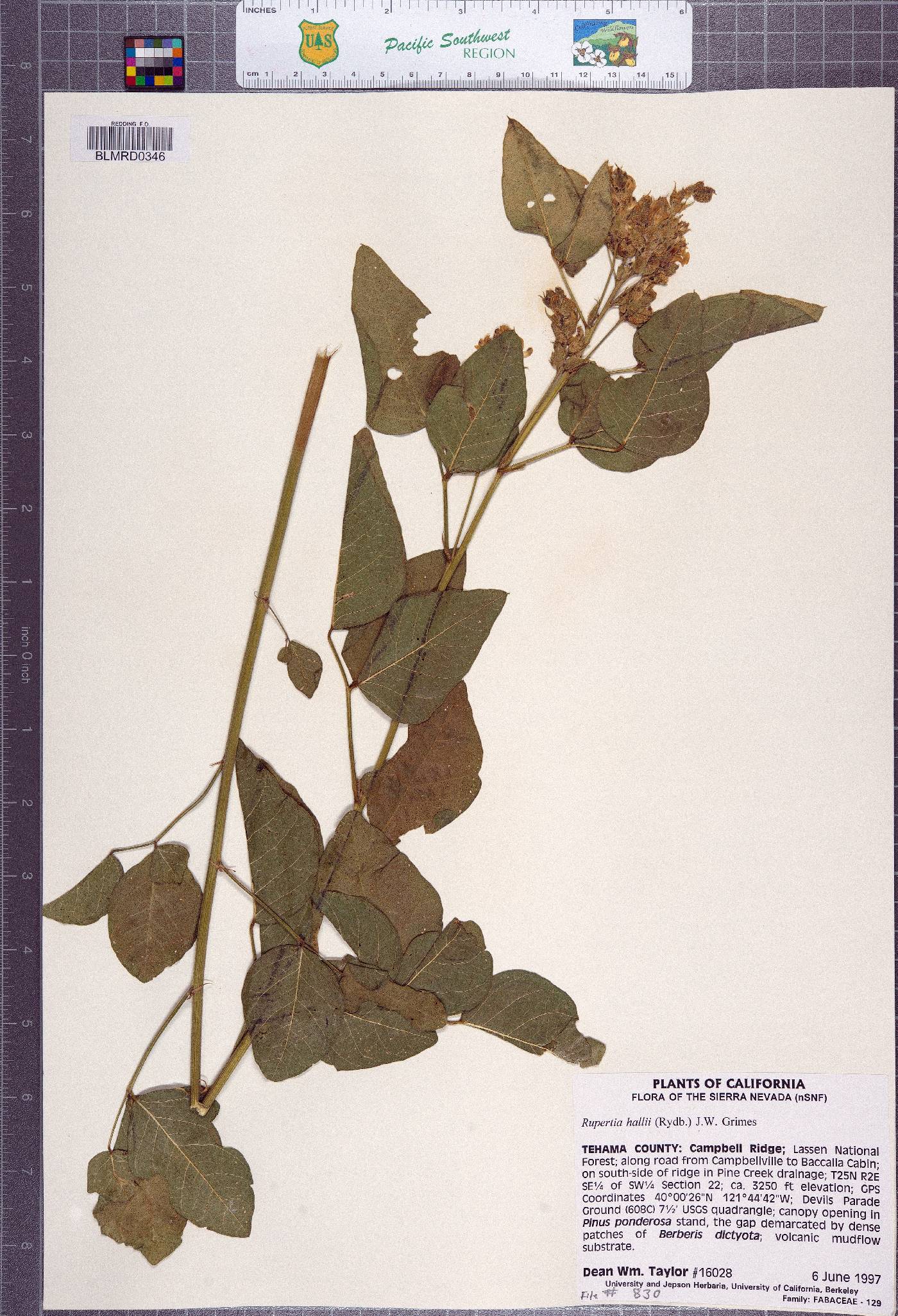 Rupertia hallii image