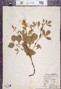 Thermopsis californica var. argentata image