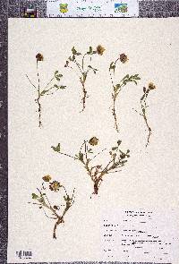 Trifolium jokerstii image