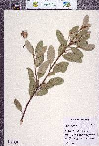 Notholithocarpus densiflorus image