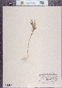 Centaurium tenuiflorum image