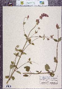 Agastache occidentalis image