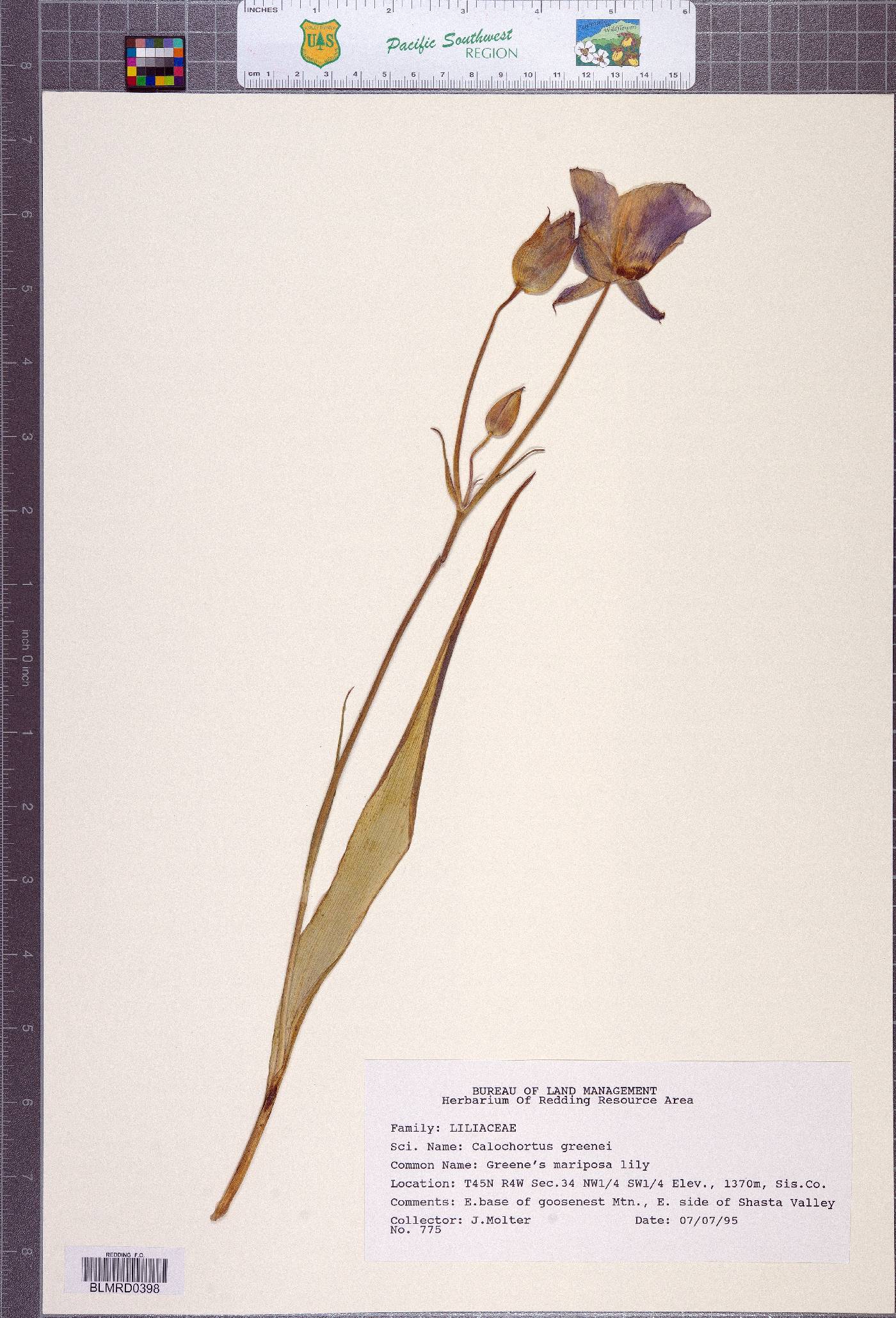 Calochortus greenei image