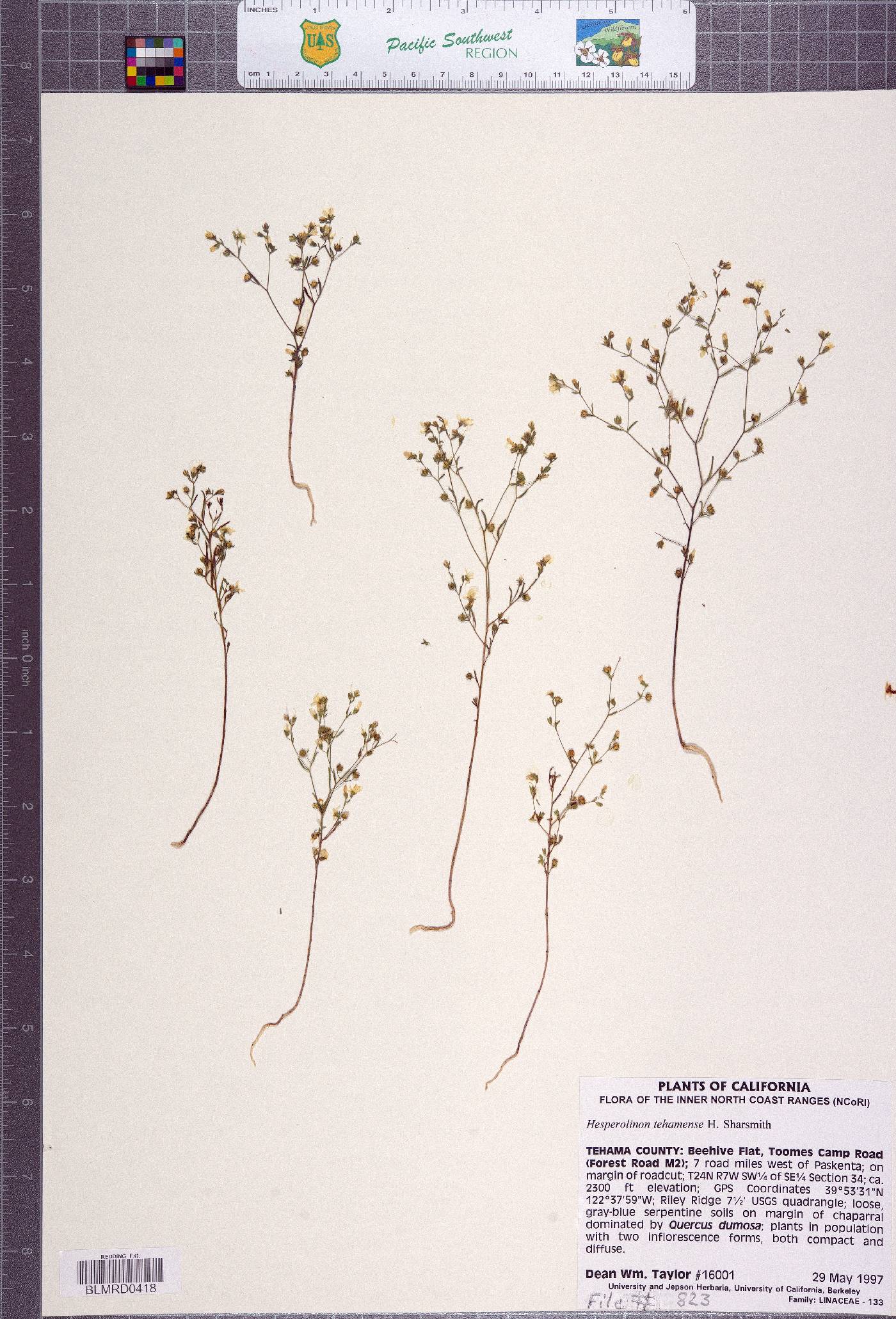 Hesperolinon tehamense image