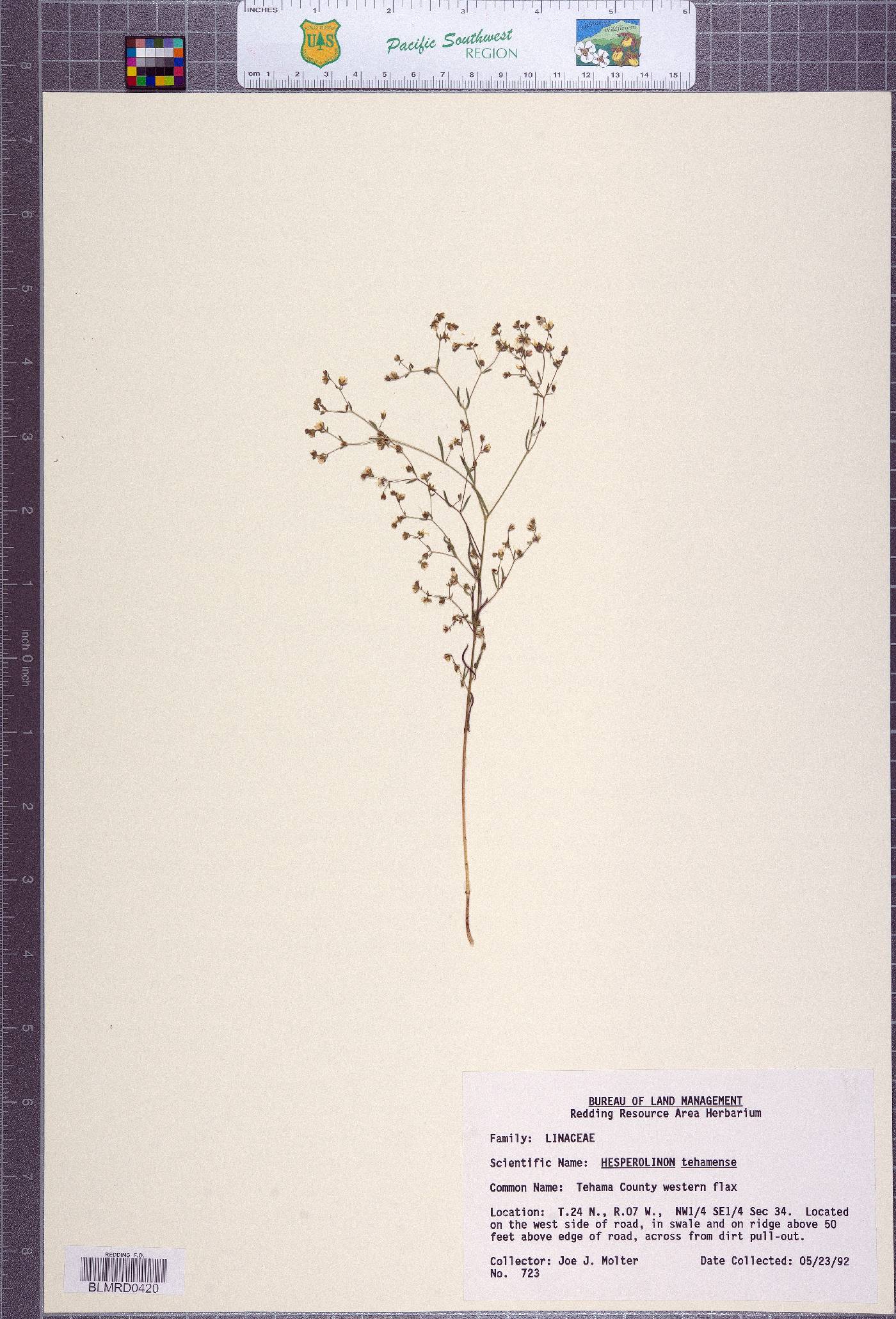 Hesperolinon tehamense image
