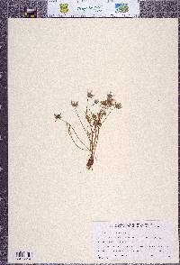 Limnanthes douglasii subsp. rosea image