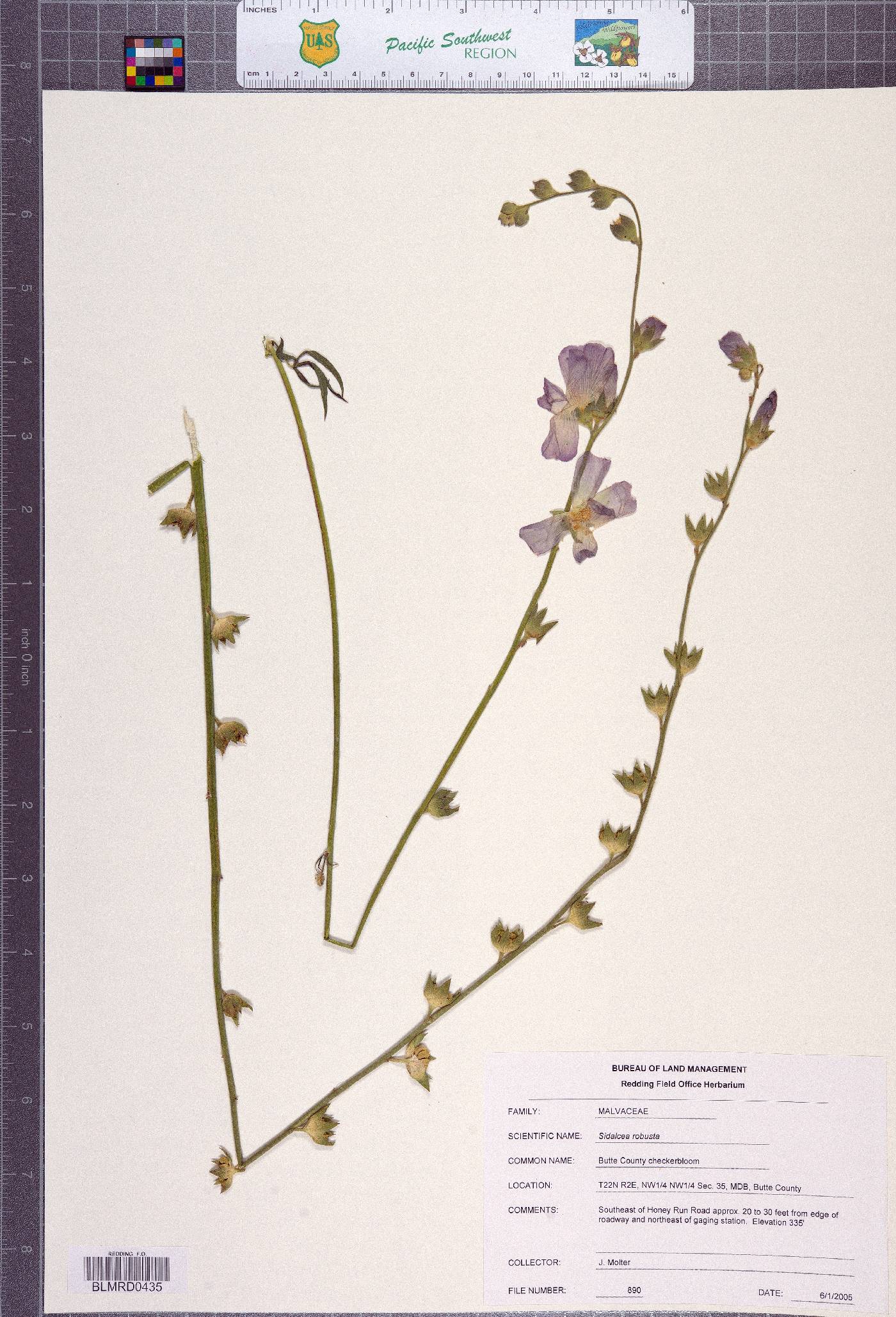 Sidalcea robusta image
