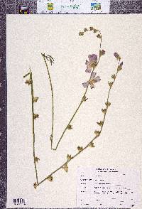 Sidalcea robusta image