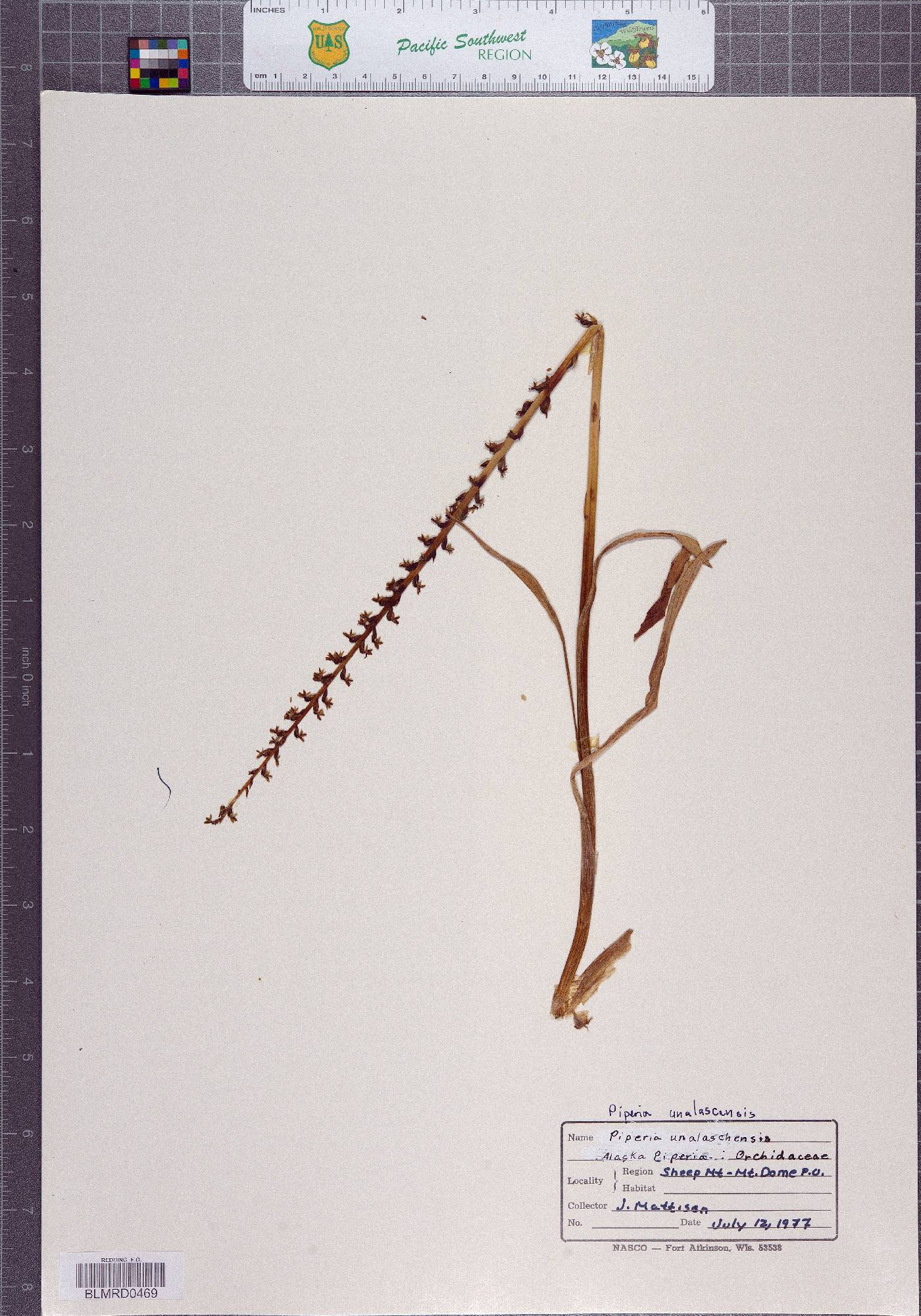 Piperia unalascensis image