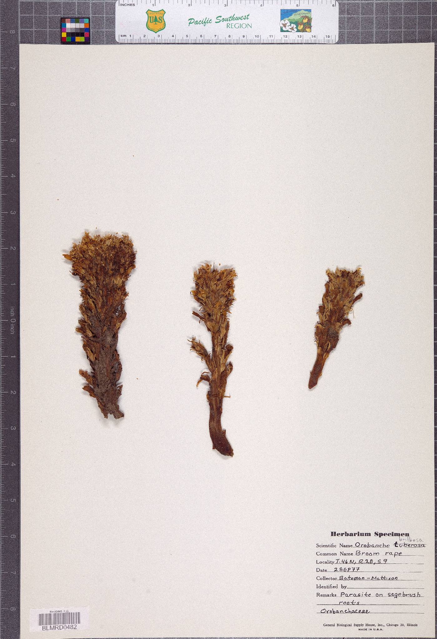 Orobanche bulbosa image