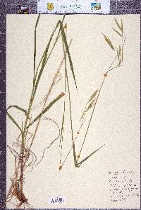 Bromus laevipes image