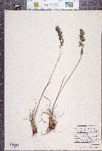 Poa bulbosa image