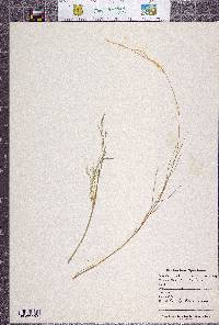 Puccinellia lemmonii image