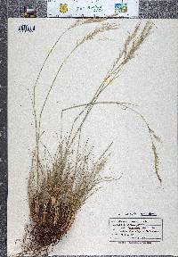 Achnatherum nelsonii subsp. dorei image