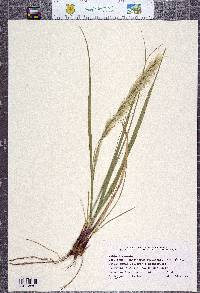 Stipa stillmanii image