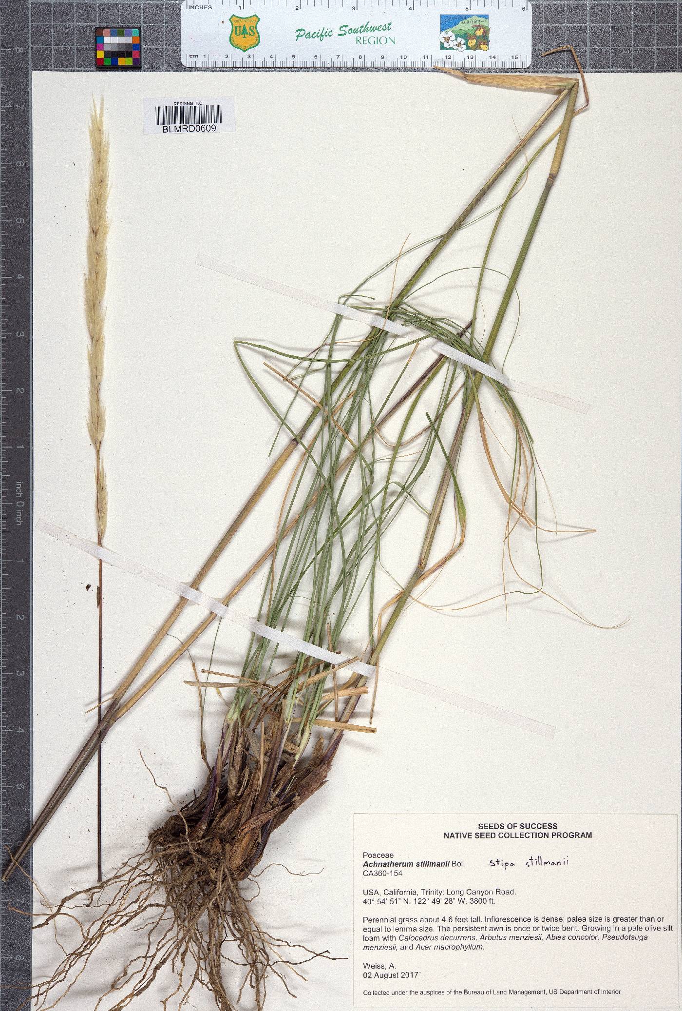 Stipa stillmanii image