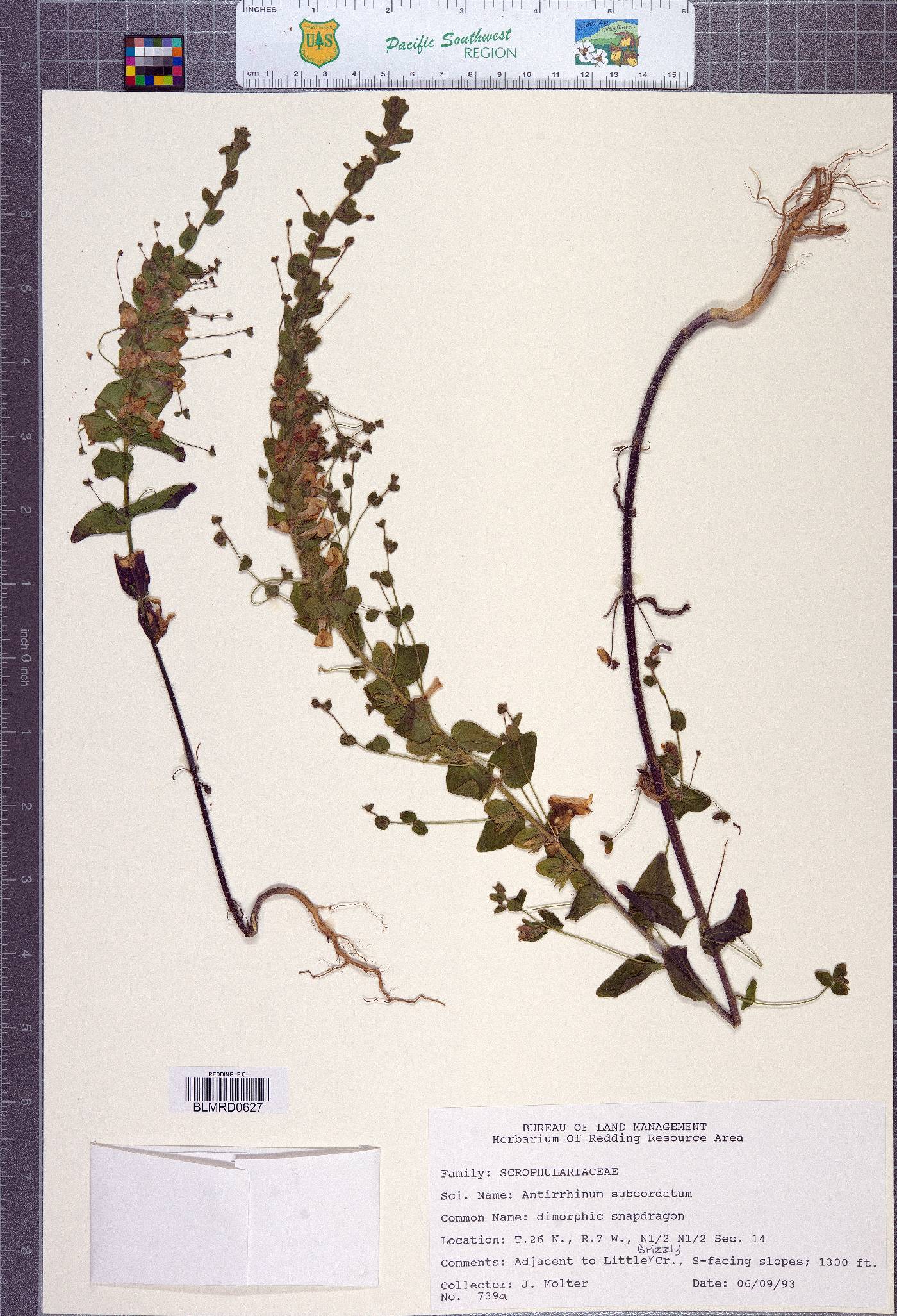 Antirrhinum subcordatum image