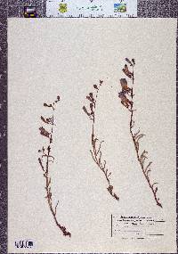 Penstemon speciosus image