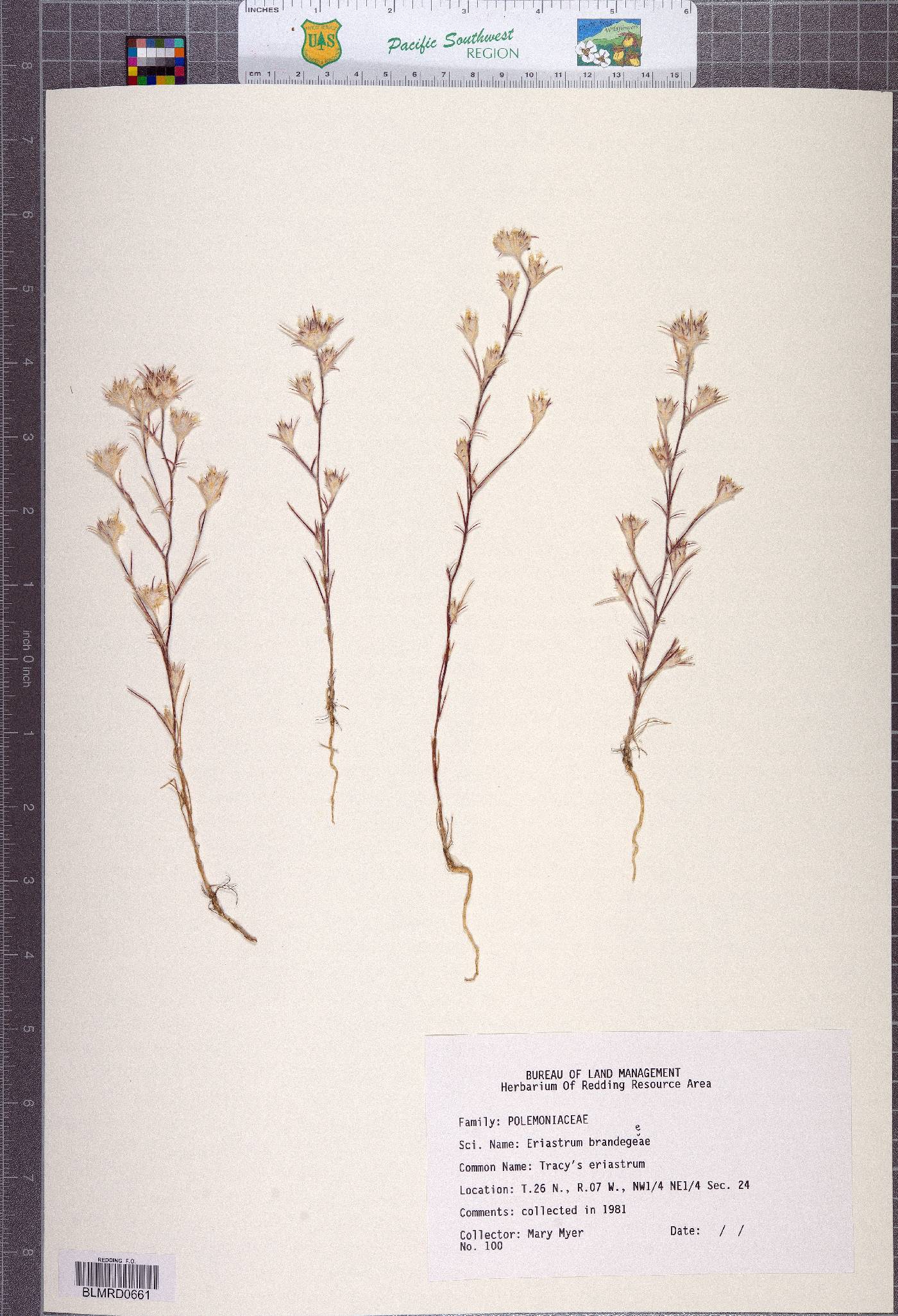 Eriastrum brandegeeae image